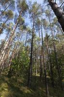 bosco misto nella stagione autunnale foto