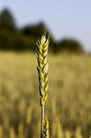 grande resa in granella di frumento acerbo foto