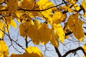 fogliame d'acero in autunno la caduta delle foglie foto