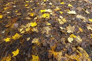 caduta a terra fogliame di alberi a foglie caduche foto