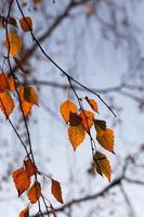 alberi a foglie caduche nella stagione autunnale foto