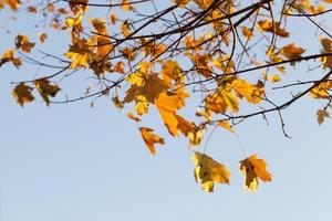 querce caducifoglie nel bosco o nel parco foto