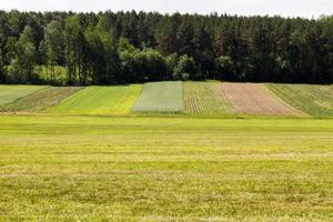 attività agricoltura per la coltivazione di cereali foto