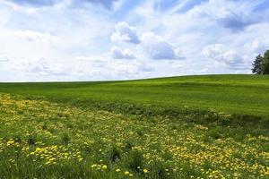 campo di cereali foto