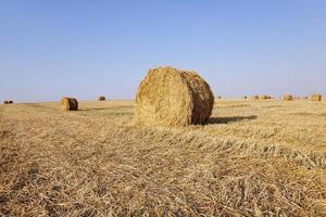 fieno accatasta cereali foto