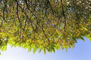 alberi colorati nella foresta in autunno foto