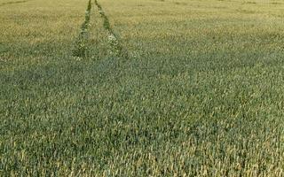 grano verde o altro grano foto