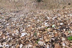 foglie cadute per terra foto