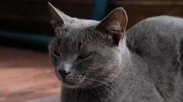 ritratto ravvicinato di gatto grigio con occhi gialli. il gatto sonnecchia, gli occhi socchiusi. il muso di un gatto grigio con occhi gialli, lunghi baffi neri, naso grigio. messa a fuoco selettiva. foto
