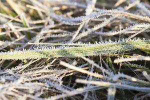 erba verde nel frostx foto