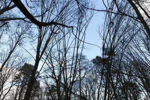 alberi nella foresta di autunno foto