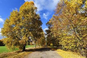 strada asfaltata con alberi foto