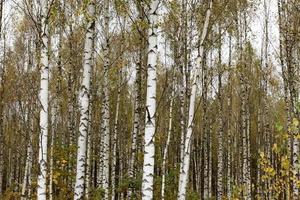 betulla autunnale, primo piano foto