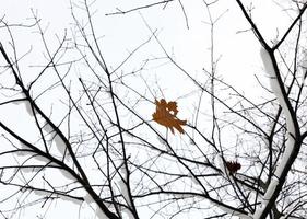 alberi nella neve foto