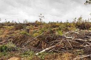 danni da tempesta. alberi nella foresta dopo una tempesta. foto