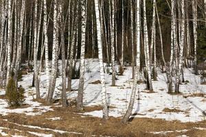 boschetto di betulle in inverno foto