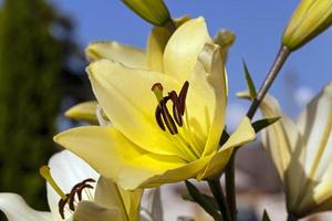 fiore di giglio giallo foto