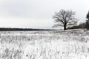 albero solitario. neve. foto