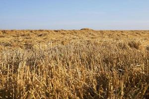 cereali gialli maturi foto