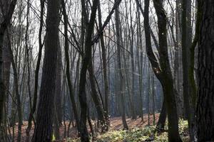 stagione autunnale, primo piano foto