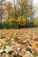 aceri ingialliti in autunno foto