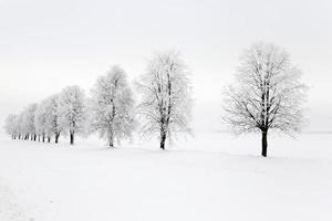 alberi in inverno foto