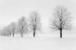 albero nel campo foto