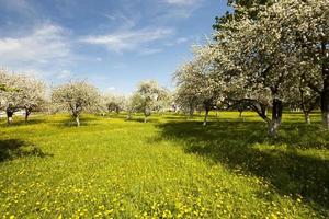 ciliegia . stagione primaverile foto