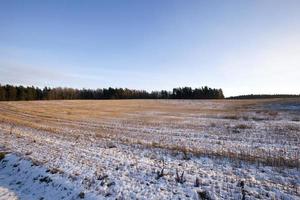 campo innevato, inverno foto