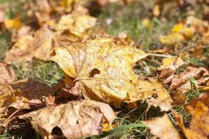 le foglie d'acero cadute foto