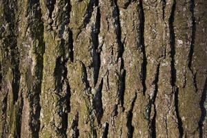 corteccia d'albero, primo piano foto