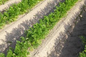 campo con la carota foto