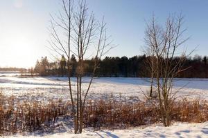 foresta d'inverno, tempo soleggiato foto