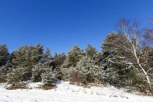 abete sulla neve, inverno foto