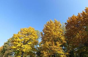 aceri ingialliti in autunno foto