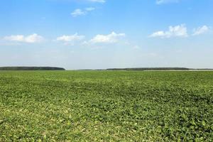 campo di barbabietola da zucchero foto