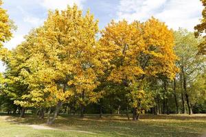 parco degli aceri in autunno foto