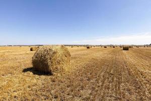 raccolta dei cereali. campo foto