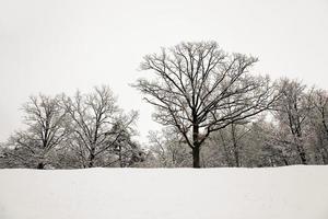 alberi in inverno foto