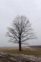 gli alberi coperti di neve, crescendo in una stagione invernale foto