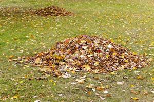 il fogliame caduto - caduto dal fogliame degli alberi, raccolto in mucchi durante la pulizia. autunno foto