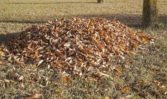 autunno nel parco foto