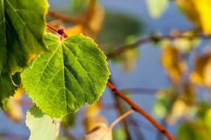 tiglio in autunno foto