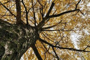 natura autunnale, primo piano foto