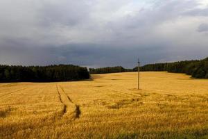 campo autunnale con tempo nuvoloso foto