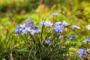 i fiori primaverili si chiudono foto