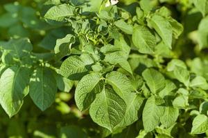 foglie di patate da vicino foto