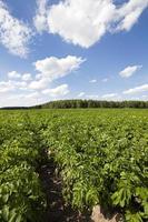 campo di patate da vicino foto