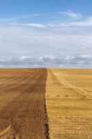 un campo agricolo foto