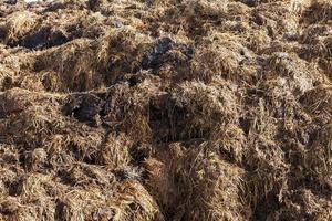 vengono sbarcati in un mucchio di letame foto